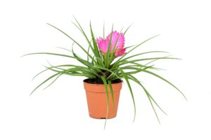 bromelie tillandsia mit pinker bluete