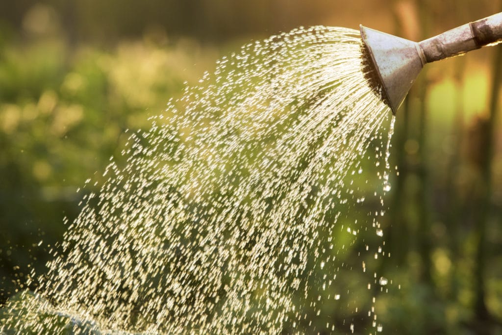 Sollte man Blumen mit abgestandenem Wasser gießen?