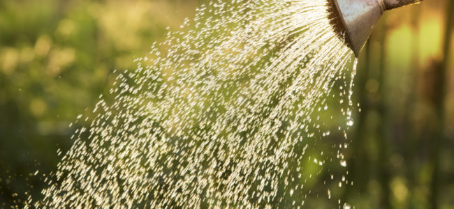 Sollte man Blumen mit abgestandenem Wasser gießen?