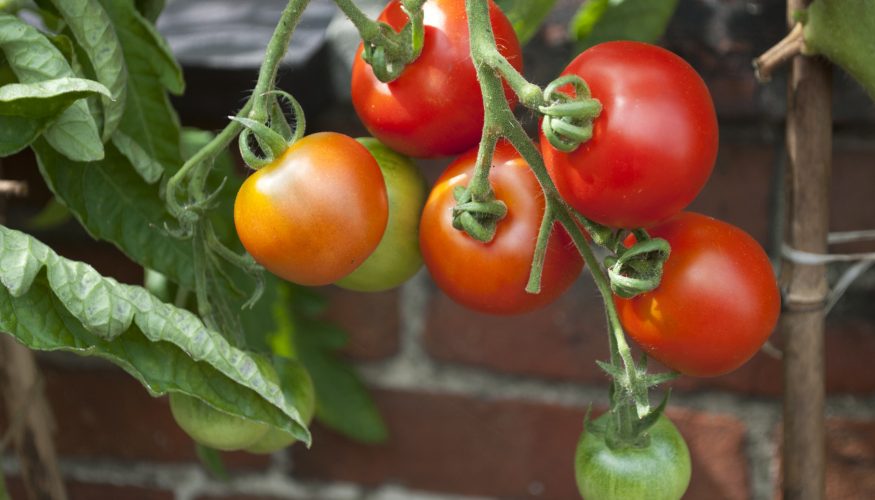 https://www.haushaltstipps.net/wp-content/uploads/dosentomaten-vs-frische-tomaten Sind Dosentomaten gesünder als frische Tomaten?