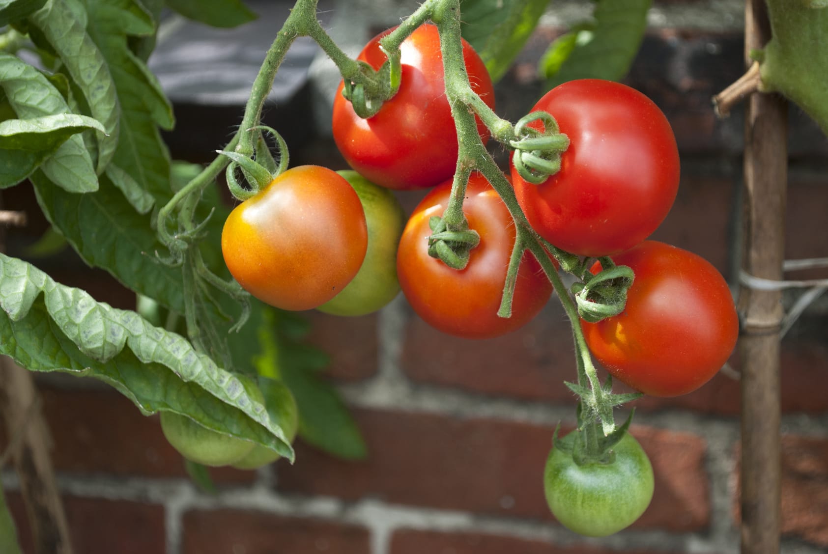 Sind Dosentomaten gesünder als frische Tomaten?