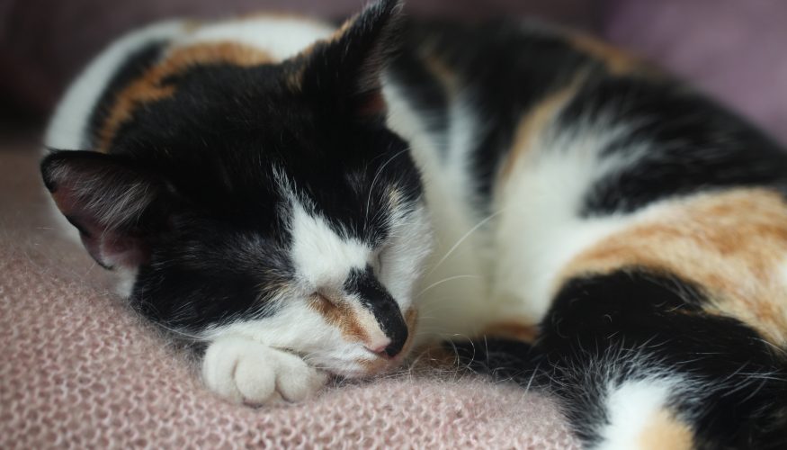 https://www.haushaltstipps.net/wp-content/uploads/dreifarbige-katzen-weiblich Sind dreifarbige Katzen immer weiblich?