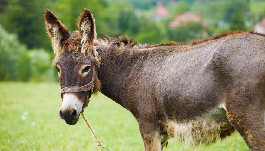 https://www.haushaltstipps.net/wp-content/uploads/dummer-esel Sind Esel dumm?