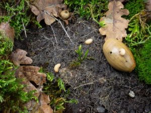 einen holzwurm durch das streuen von eicheln bekaempfen