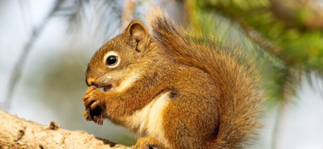 Eichhörnchen füttern: Mit 7 Tipps Nahrung bereitstellen