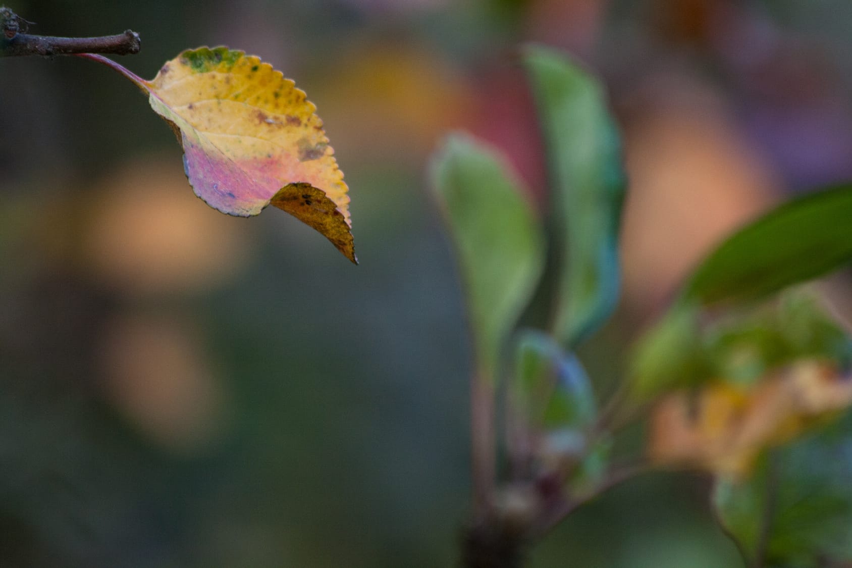 Eisenmangel bei Pflanzen – 3 Tipps zur Bekämpfung