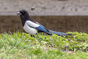 Elster auf einer wiese 