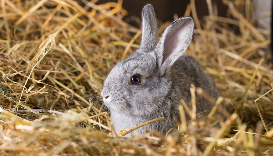 https://www.haushaltstipps.net/wp-content/uploads/erstarren-kaninchen-schlange Erstarren Kaninchen aus Angst vor einer Schlange?