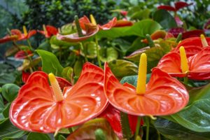 flamingoblumen mit roten hochblaettern