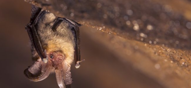 Fledermaus im Haus: Verirrte Fledermäuse wieder loswerden