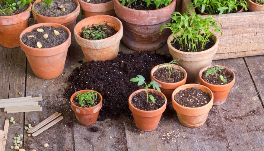 https://www.haushaltstipps.net/wp-content/uploads/fliegen-in-der-blumenerde Fliegen in der Blumenerde – 6 Tipps die dagegen helfen
