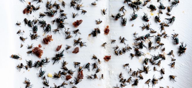 Fliegen loswerden: Mittel gegen eine Fliegenplage in Haus und Wohnung