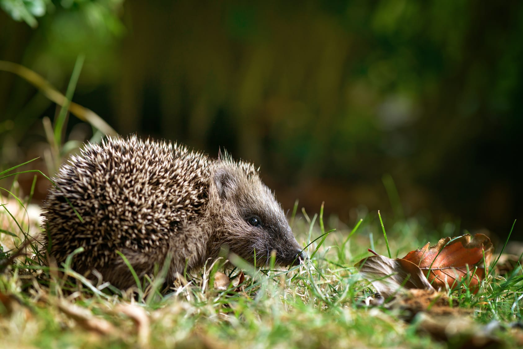 Fressen Igel Schnecken?