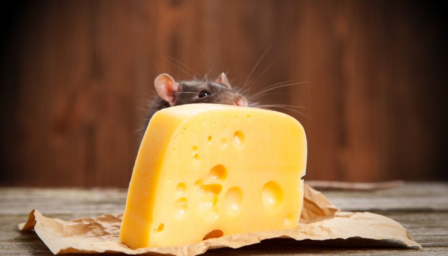 Fressen Mäuse Käse?