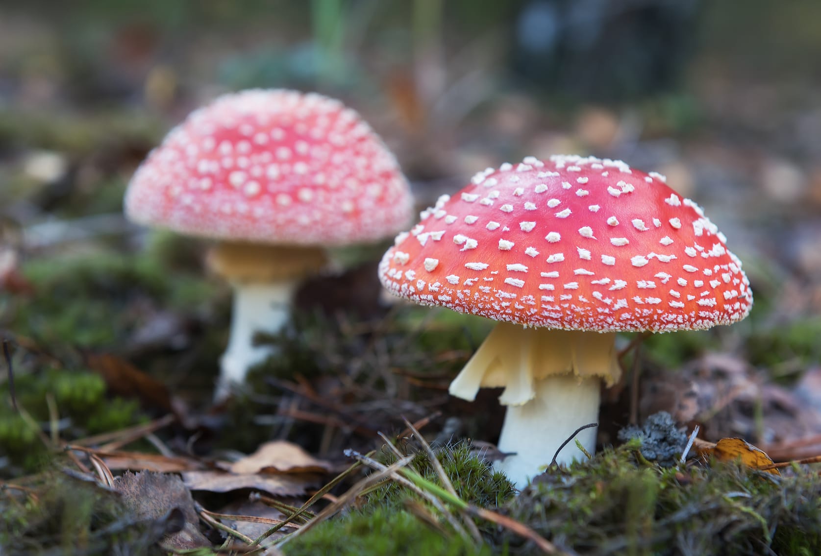 https://www.haushaltstipps.net/wp-content/uploads/giftpilz-silberbesteck Lassen giftige Pilze einen Silberlöffel schwarz anlaufen?