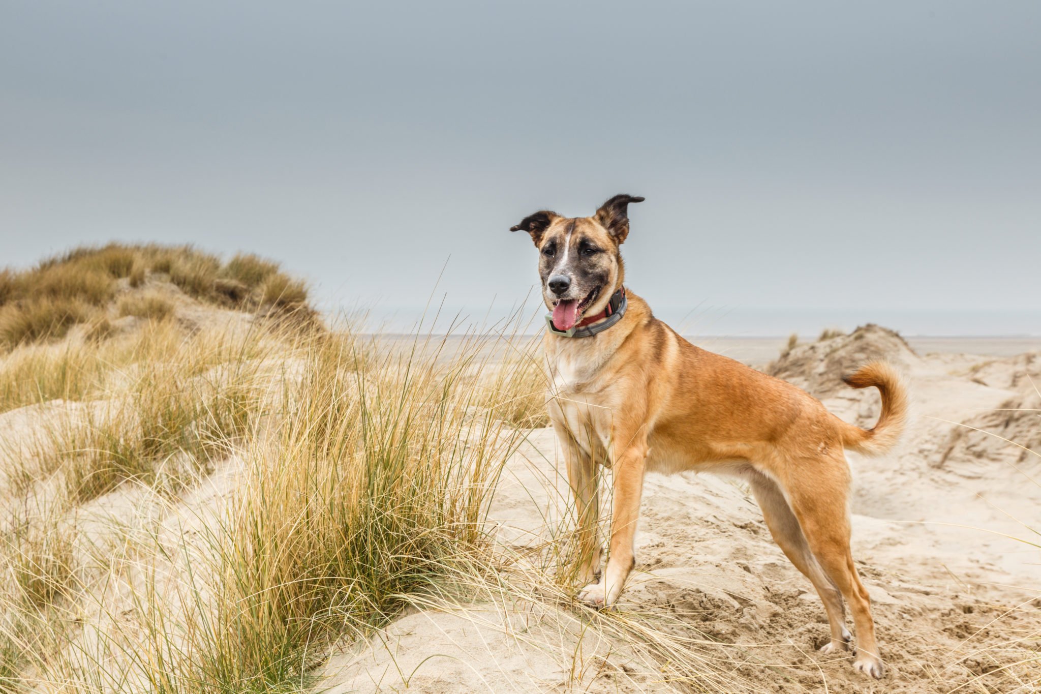 GPSTrackerHund Test » Die besten Modelle für 2024 im Vergleich