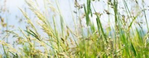 eine wiese mit graeserpollen zur sommerzeit