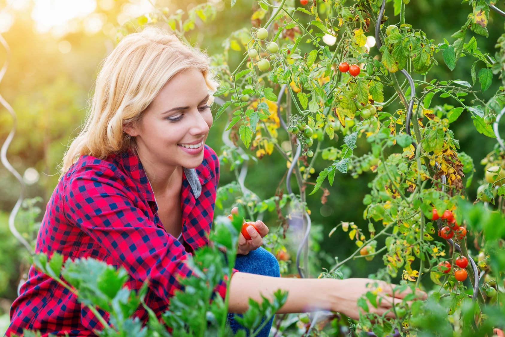 https://www.haushaltstipps.net/wp-content/uploads/gruene-tomaten-giftig Grüne Tomaten – Sind sie giftig?