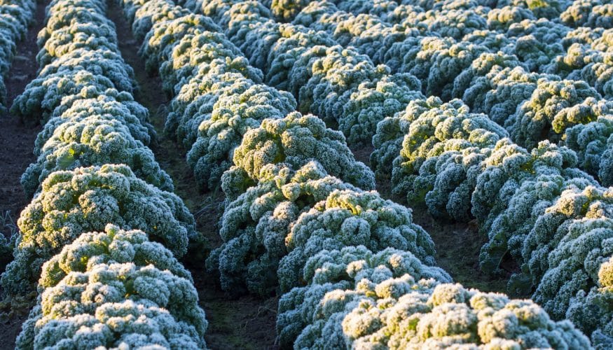 https://www.haushaltstipps.net/wp-content/uploads/gruenkohl-frost Muss Grünkohl Frost abbekommen?