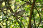 Hecke dient zum Vogelschutz.