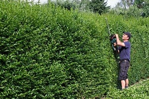 Hecke schneiden verboten.