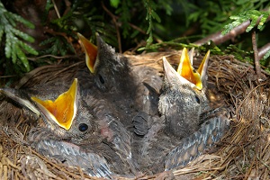 Vogelnest im Sommer.