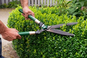 Hecke schneiden mit Heckenschere.