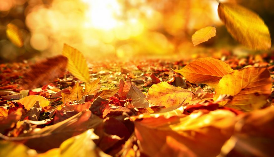 https://www.haushaltstipps.net/wp-content/uploads/herbst-bunte-blaetter Werden Blätter im Herbst tatsächlich bunt?