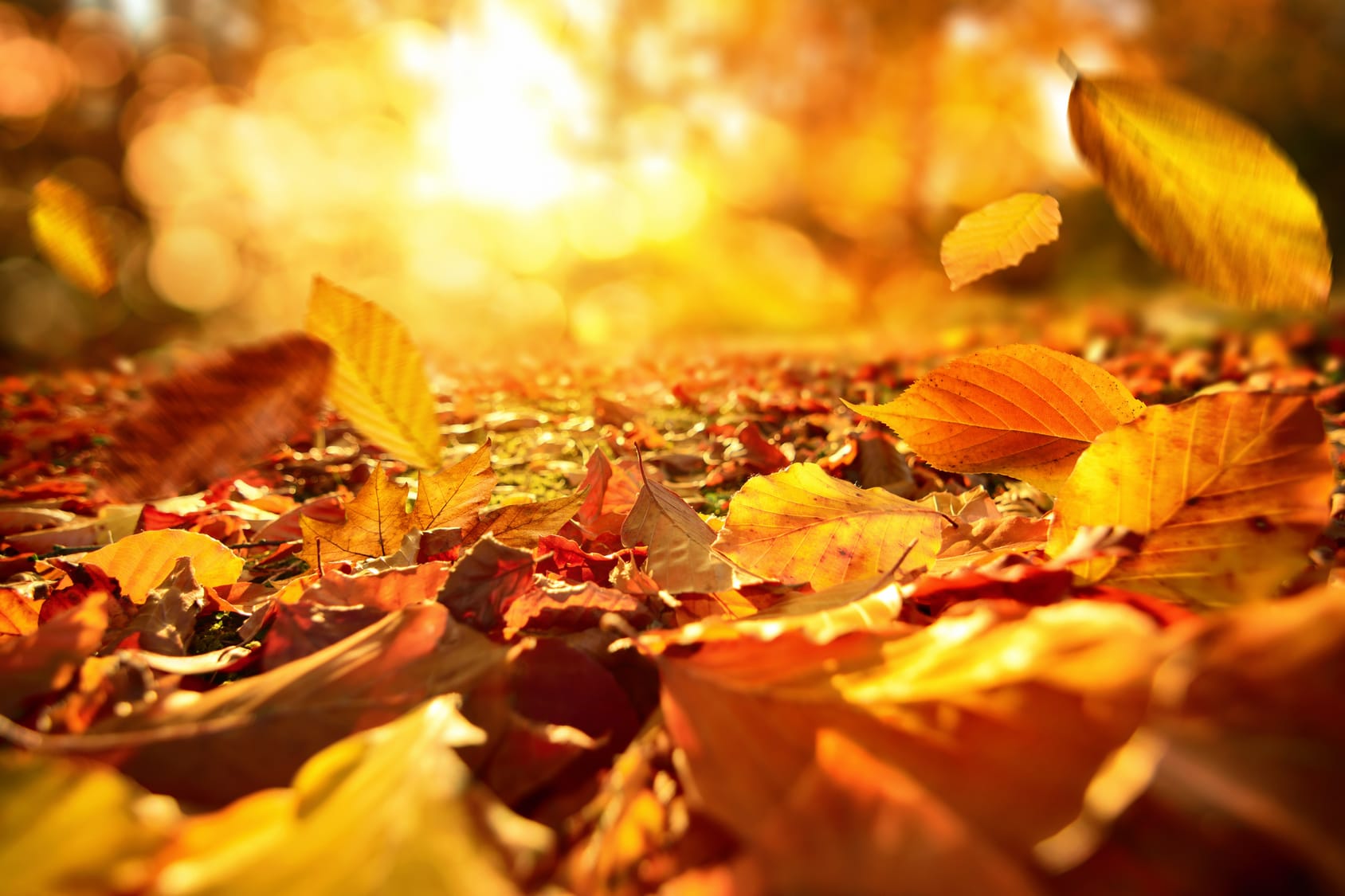 Werden Blätter im Herbst tatsächlich bunt?