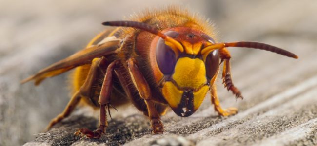 Hornisse im Zimmer: So vertreiben Sie sie aus der Wohnung