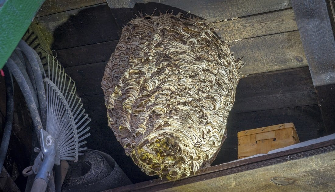 Hornisse In Der Wohnung
