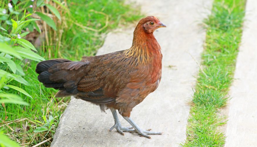 https://www.haushaltstipps.net/wp-content/uploads/huhn-kopflos Kann ein Huhn ohne Kopf noch herumlaufen?