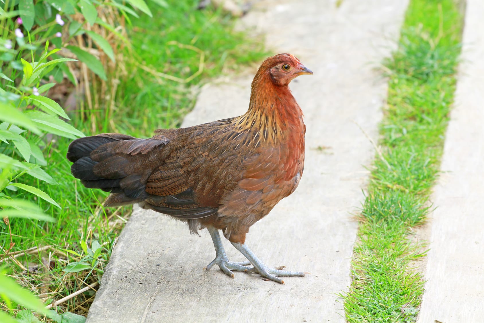 Kann ein Huhn ohne Kopf noch herumlaufen?