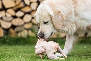 Hund mit Fleisch und Knochen.