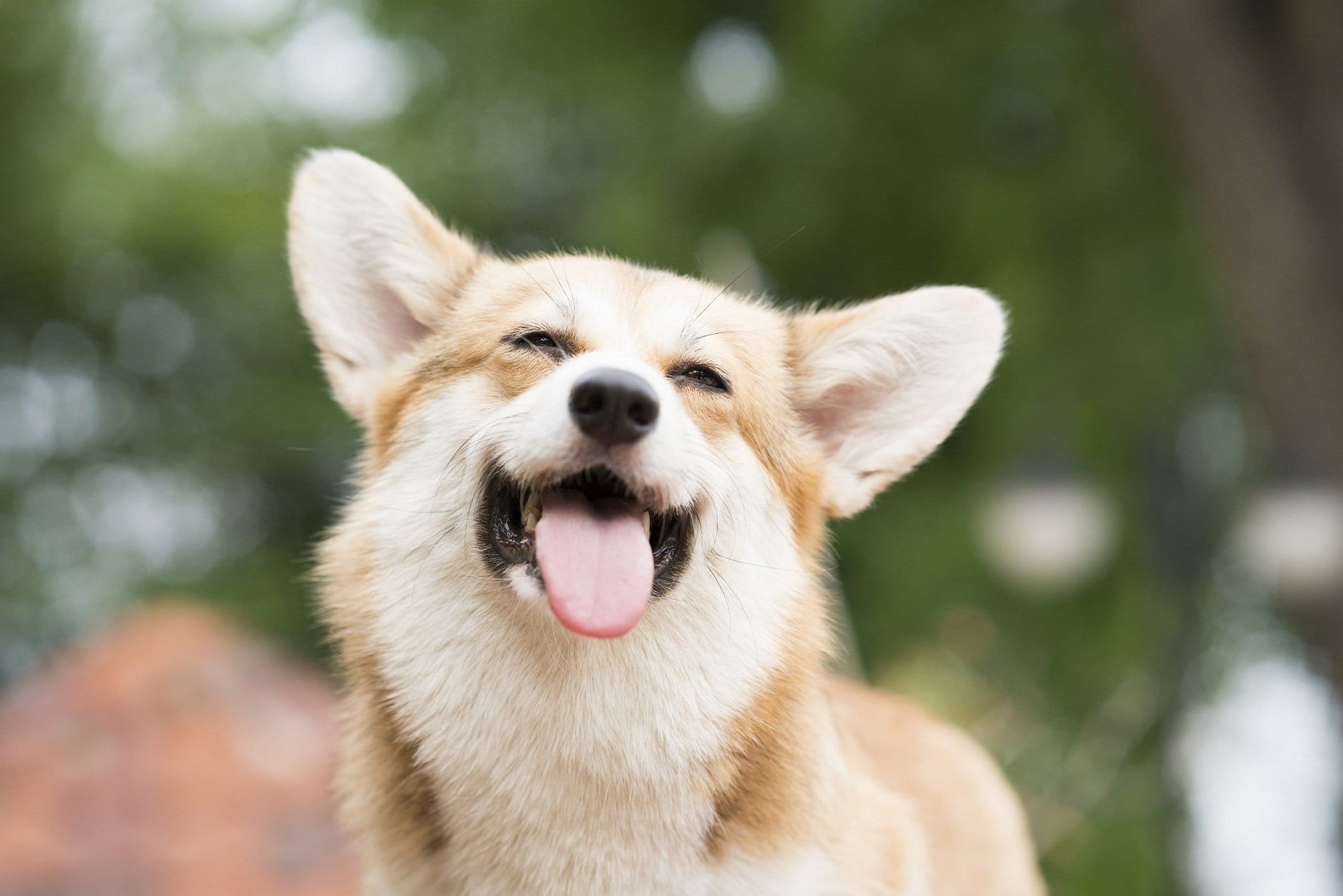 Hund hört nicht Was Sie tun können wenn der Hund nicht gehorcht