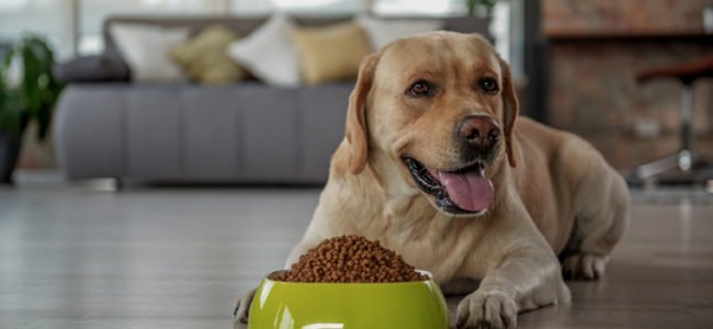 Gesund und lecker: Wie Sie Ihren Hund optimal ernähren