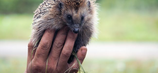 Igel im Garten: So gestalten Sie einen igelfreundlichen Garten