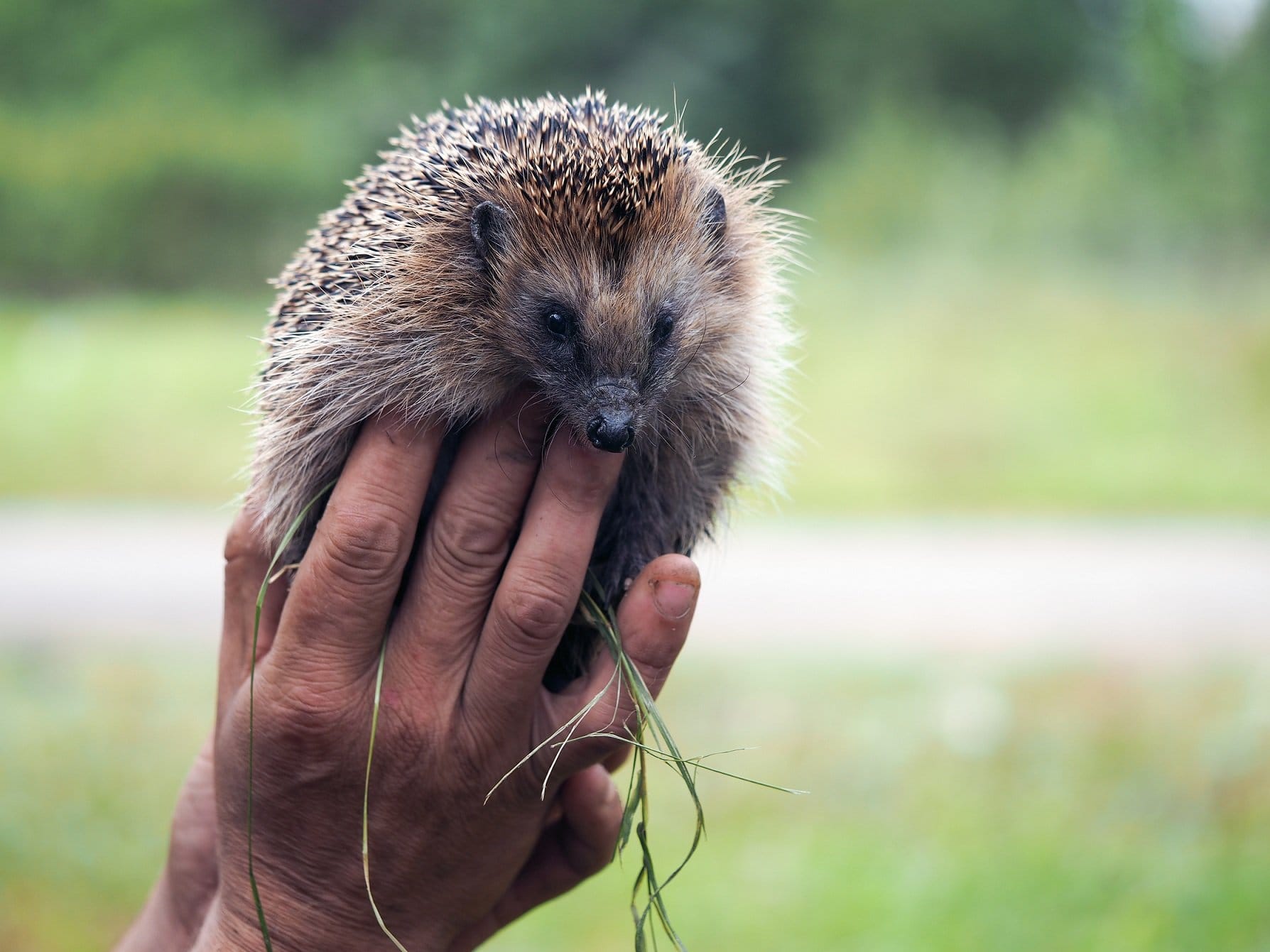 Igel im Garten Ganz einfach einen igelfreundlichen Garten gestalten