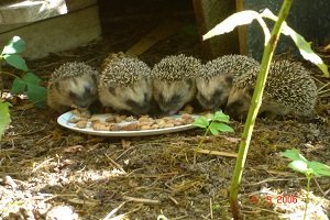 Igel füttern.