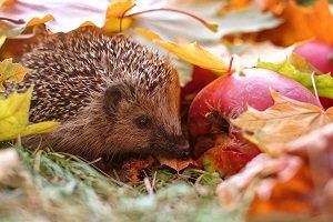 Igel im Laub.