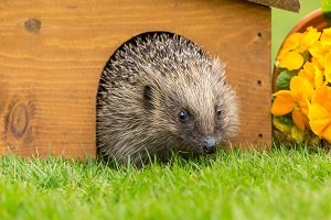 Igelhaus mit Igel.