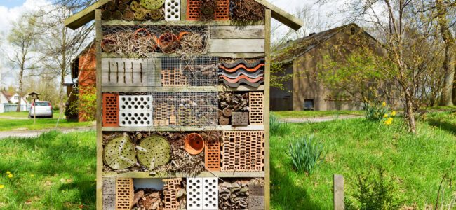 Insektenhotel bauen:  6 Tipps für den Unterschlupf
