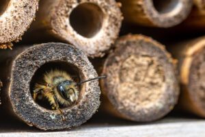 Insektenhotel bauen Wildbienen