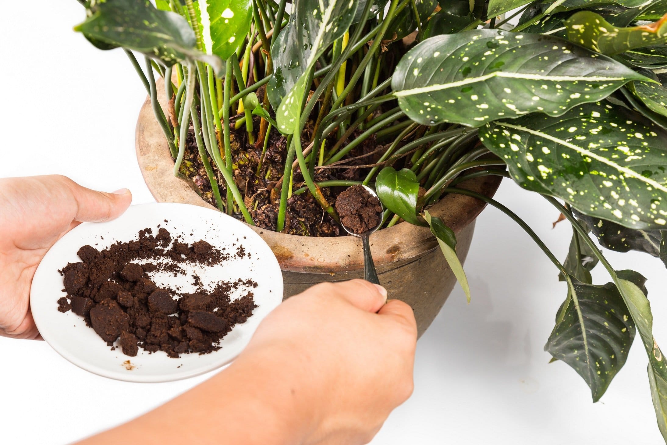 Kaffee als Dnger: Kaffeesatz als natrlicher Helfer in Haus und Garten