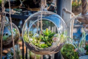 kakteen und sukkulenten in einem offenen glas