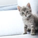 Katze adoptieren