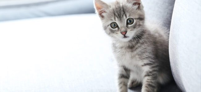 Katze adoptieren: 3 Tipps für Katzenliebhaber