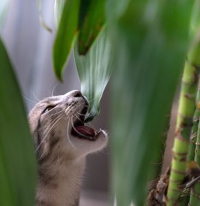 Katze beißt in giftige zimmerpflanze