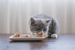 Katze frisst Fleisch aus dem Napf.