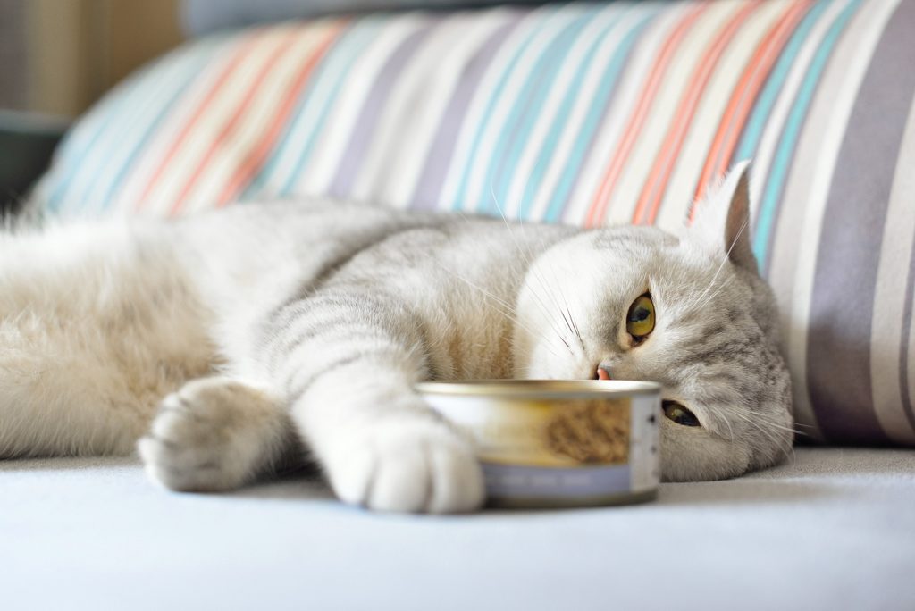 Haustiere Tipps & Tricks rund um Hund und Katze
